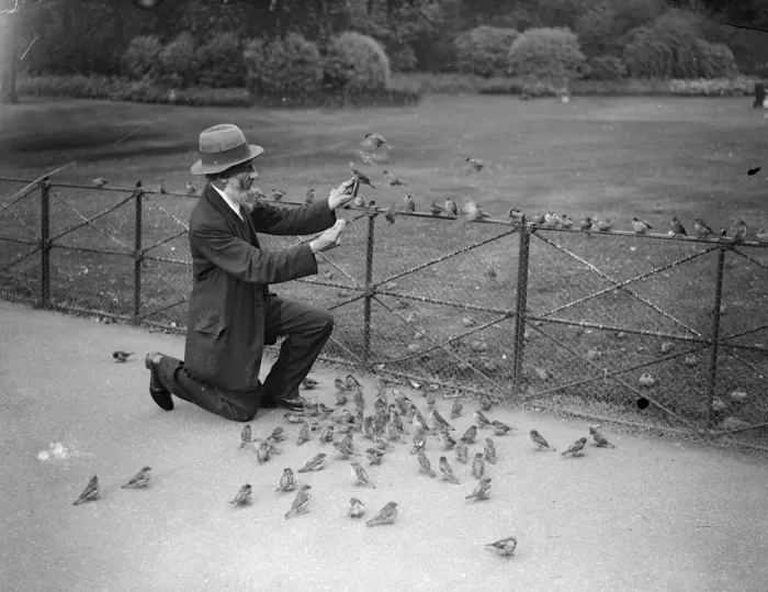 Framed Print : Feeding Sparrows Print, 1928 Framed Print : Feeding Sparrows Print, 1928