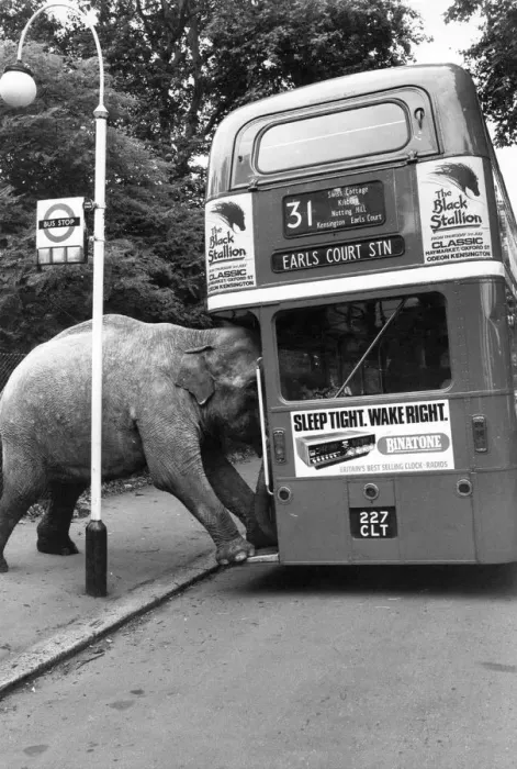 Framed Print : David Smart's Elephant Boarding Bus Print, 1980 Framed Print : David Smart's Elephant Boarding Bus Print, 1980