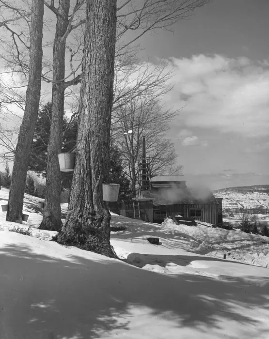 Framed Print : Winter Scene Print circa 1950: Buckets Hanging from Tree Framed Print : Winter Scene Print circa 1950: Buckets Hanging from Tree