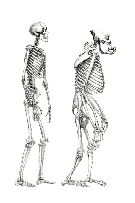 Framed Print : Human Skeleton and Monkey Print Framed Print : Human Skeleton and Monkey Print