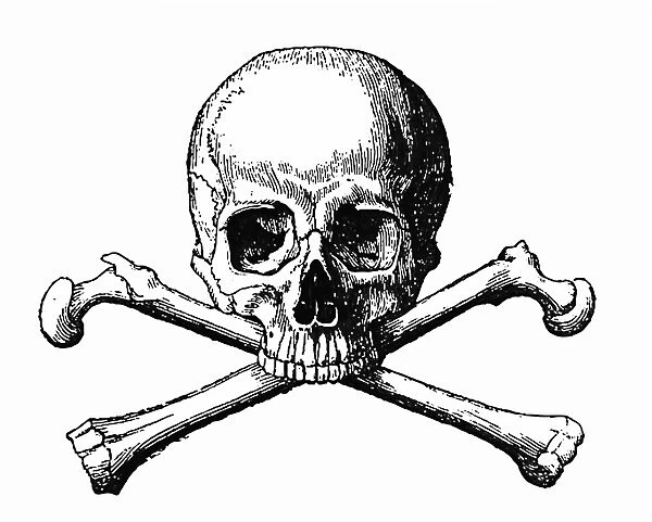 Human Skull and Bones