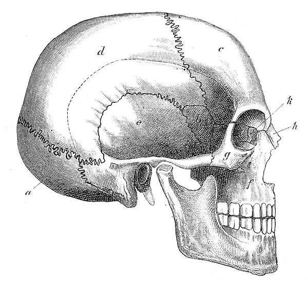 Human Skull Engraving 1888