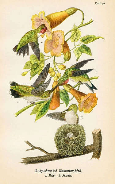 Humming bird lithograph 1890