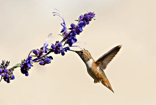 Hummingbird & purple wildflowers