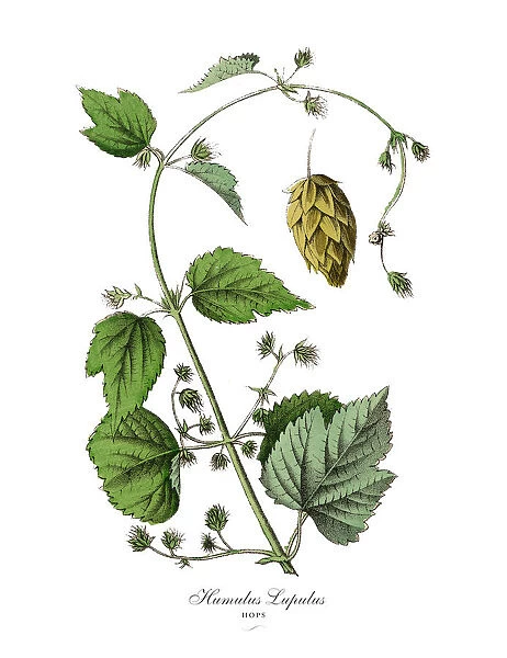 Humulus lupulus, Hops Plants, Victorian Botanical Illustration