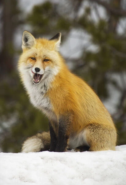 The hungry smiling fox