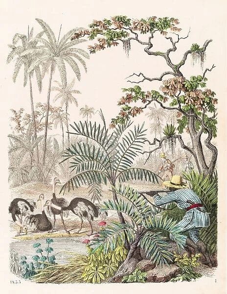 Hunting ostrich illustration 1853