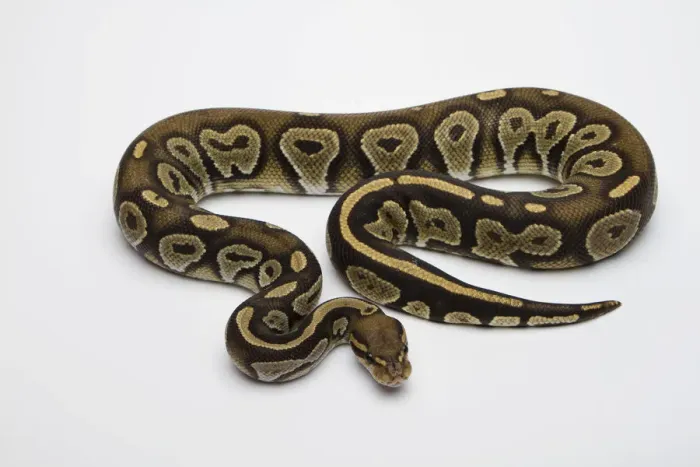 Framed Print : Hypo Black Head Albino Ball Python Print Framed Print : Hypo Black Head Albino Ball Python Print