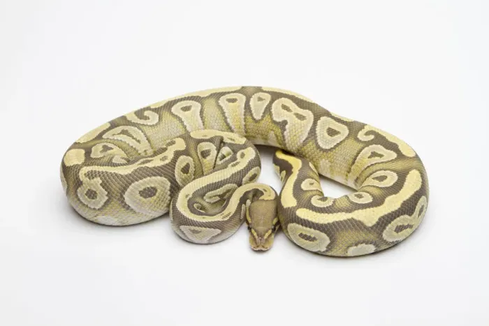 Framed Print : Hypo Mojave Ball Python Print