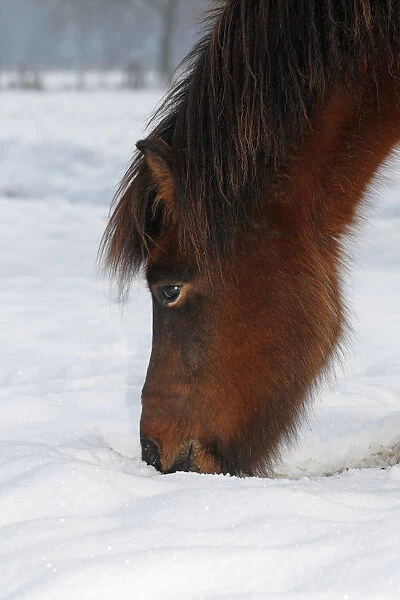 Iceland Horse, gelding, looking for food in snow, Germany