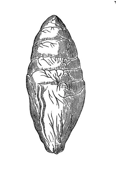 Ichthyosaurus egg Fossil