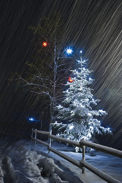 Illuminated Christmas tree in the snow, snowfall, Dreisamtal valley, Black Forest mountain range, Baden-Wuerttemberg, Germany, Europe