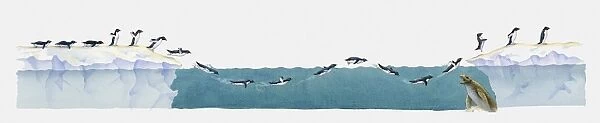 Illustration of Adelie penguins (Pygoscelis adeliae) moving from land through water and back onto land, Leopard seal (Hydrurga leptonyx) preying underwater