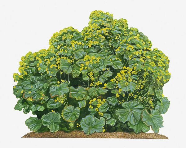 Illustration of Alchemilla mollis (Ladys Mantle) bearing clusters of chartreuse flowers and large palmately veined leaves