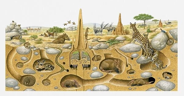 Illustration of animals living in desert above and and in burrows