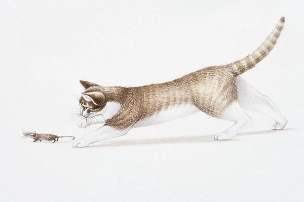 Illustration of brown and white cat (Felis catus) chasing House Mouse (Mus musculus)