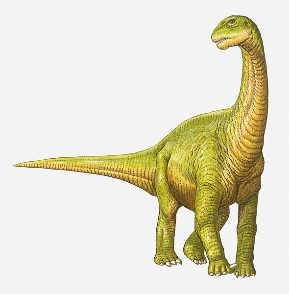 Illustration of a Camarasaurus, Jurassic period