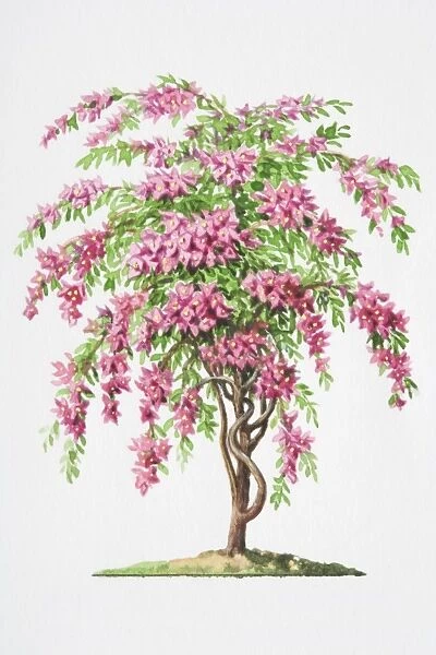 Illustration, clustered pink flower bracts and short-stalked leaves of Bougainvillea glabra