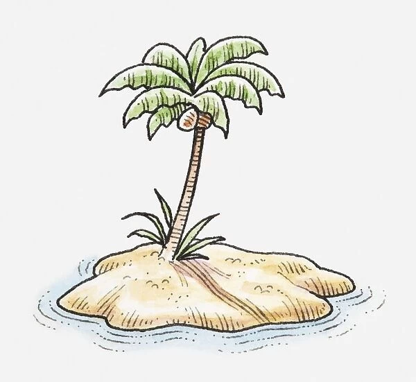 Arecaceae Coconut Tree Drawing, coconut, leaf, plant Stem png | PNGEgg-saigonsouth.com.vn