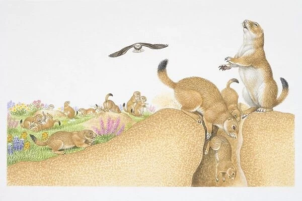 Illustration, colony of Prairie Dogs (Cynomys sp. ), shown playing, digging, standing on edge of mound and disappearing into burrow, eagle flying overhead