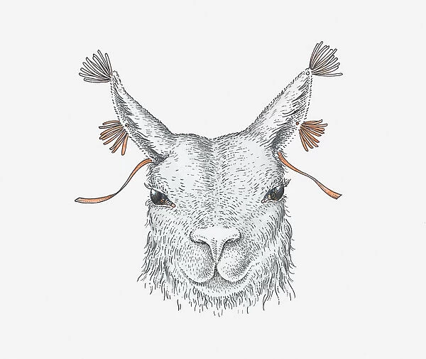Illustration of domesticated llama with yarn threaded through ears, ancient Andean custom