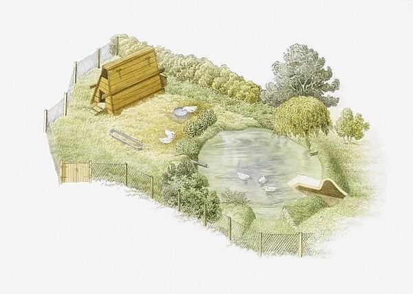 Illustration of ducks being kept in a duck run on farm with a duck house and pond enclosed by a mesh fence