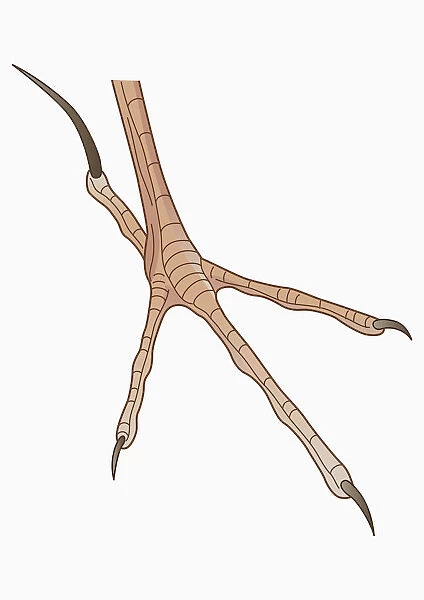 Illustration of four-toed African Pipit (Anthus cinnamomeus) foot with long hind claw