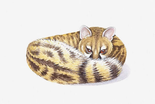 Illustration of Genet (Genetta), feliform with striped tail curled around body