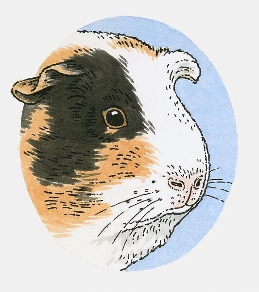 Illustration of guinea pig head