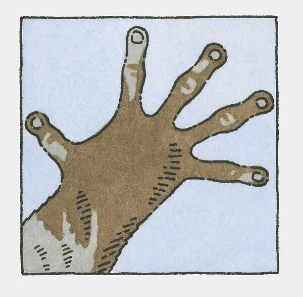 Illustration of hand of Brown Greater Galago (Otolemur crassicaudatus)