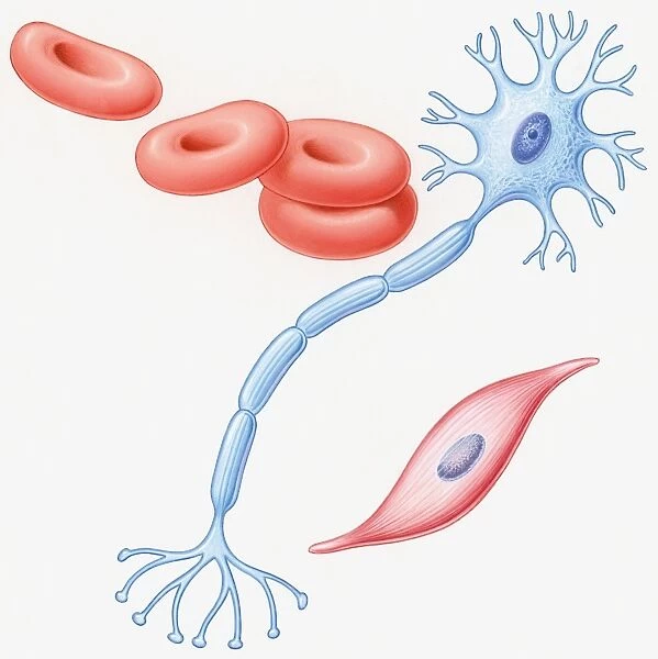 Illustration of human muscle cell, nerve cell, and red blood cells