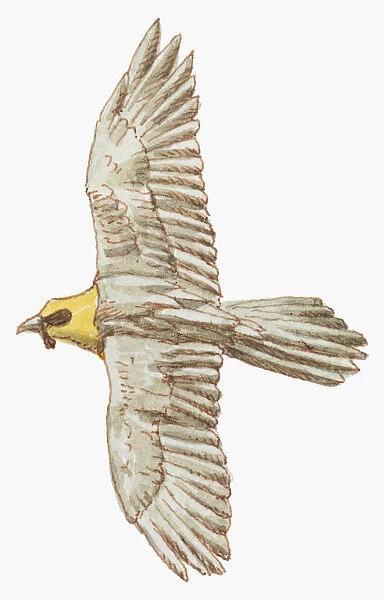 Illustration of Lammergeier or Bearded Vulture (Gypaetus barbatus) in flight