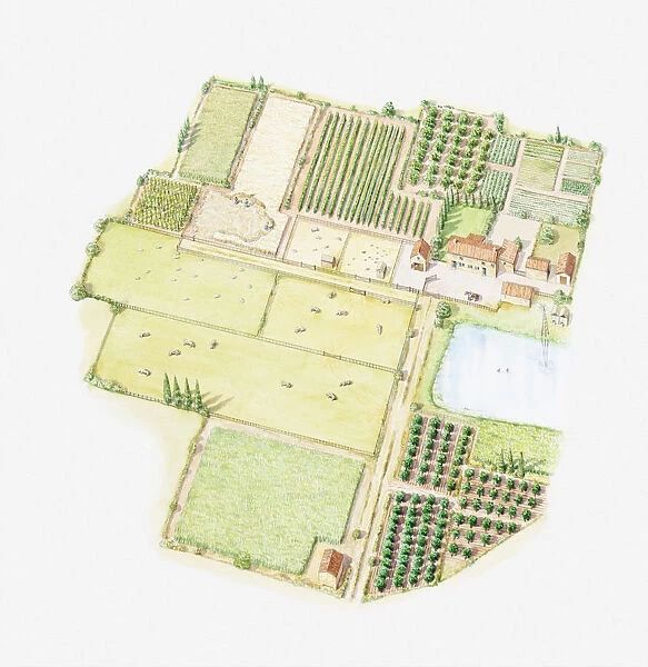 Illustration of a larger home farm, showing land divided up into fields for different uses including crops and livestock, outbuildings and a pond