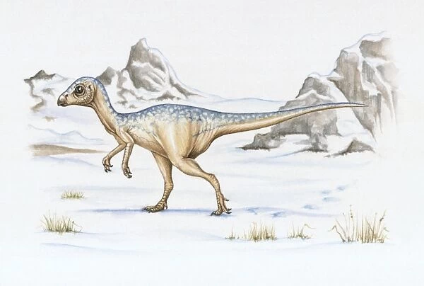 Illustration of Leaellynasaura which lived in polar regions