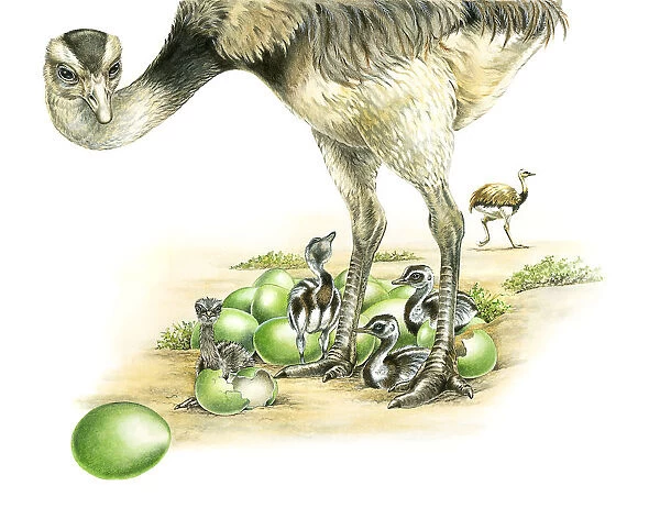 Illustration of male Emu (Dromaius novaehollandiae) standing over young birds hatching from green eggs as another Emu moves in background