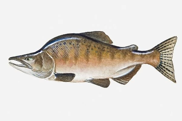 Illustration of male Pacific Pink Salmon (Oncorhynchus gorbuscha) fish