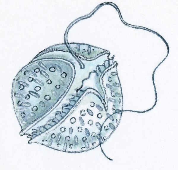 Illustration of microscopic poisonous plankton