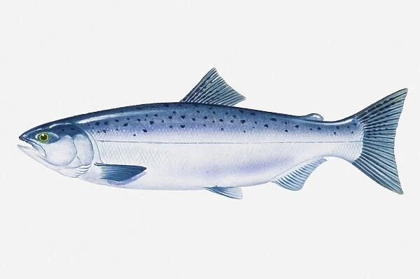 Illustration of North Pacific Sockeye Salmon (Oncorhynchus nerka) fish