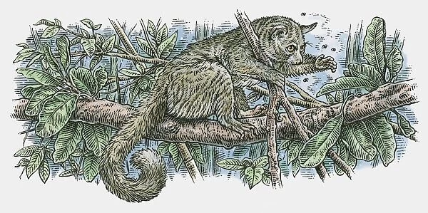 Illustration of Northern Greater Galago (Otolemur garnettii) catching insects as it stands on branch