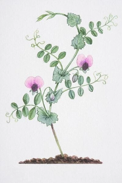 Illustration, Pisum sativum, Wild Pea, single stem with two pink flowers, heart-shaped stipules at base of leaf-stalks, branching tendrils at leaf tips and elliptic leaflets