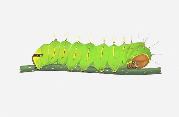 Illustration of Polyphemus Moth (Antheraea Polyphemus) caterpillar on stem