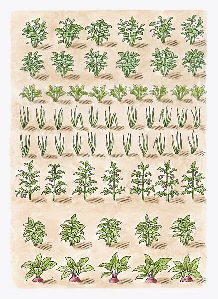 Illustration of potato plant, carrots, onions, tomato plant, leeks, parsnips, beetroot, shallots, ma