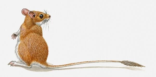 Illustration of Pygmy Gerbil (Gerbillus henleyi) standing on hind legs, head in profile, showing long tail