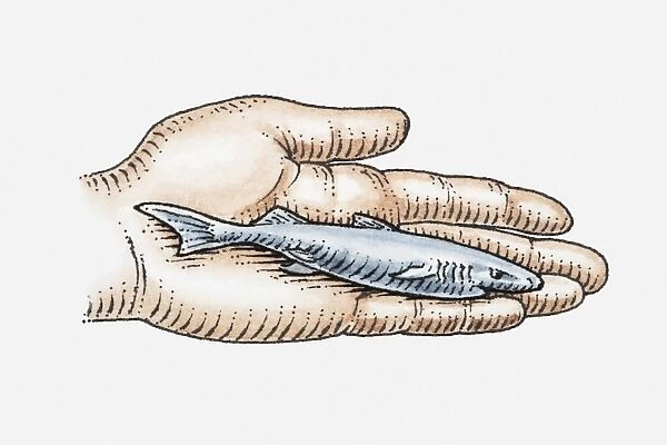 Illustration of Pygmy Lanternshark (Etmopterus fusus) in palm of hand