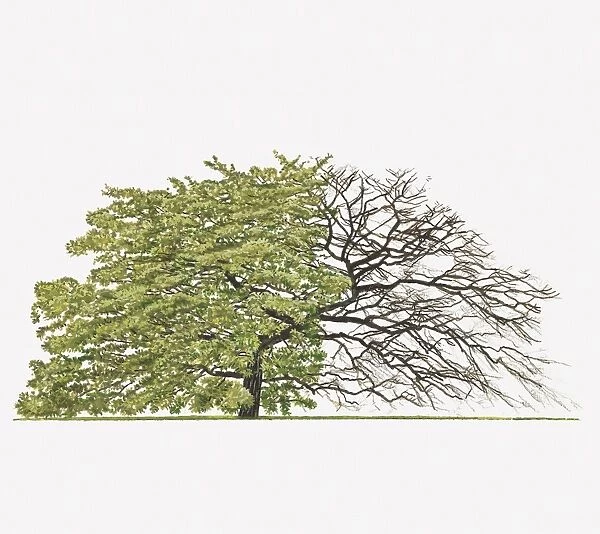 Illustration of Quercus cerris Variegata (Variegated Turkey Oak) showing shape of tree with and without leaves