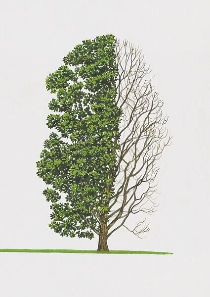 Illustration of Quercus pontica (Armenian Oak) tree with green leaves and bare branches