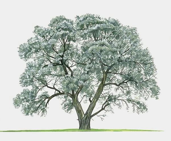 Illustration of Salix alba (White Willow), a large deciduous tree