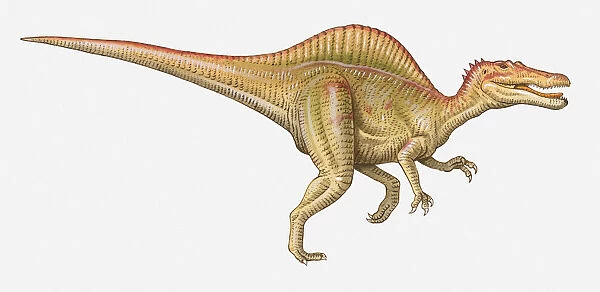 Illustration of a Spinosaurus, Cretaceous period