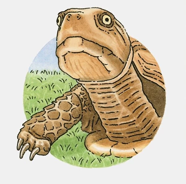 Illustration of tortoise head