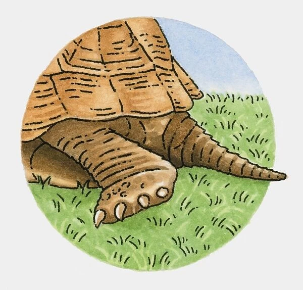 Illustration of tortoise tail and back leg